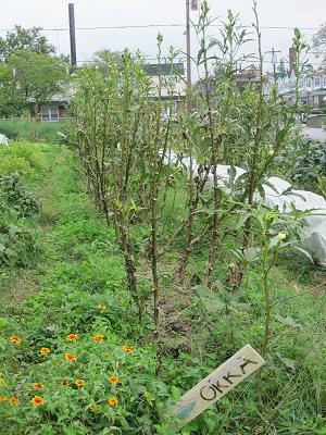 A row of okra
